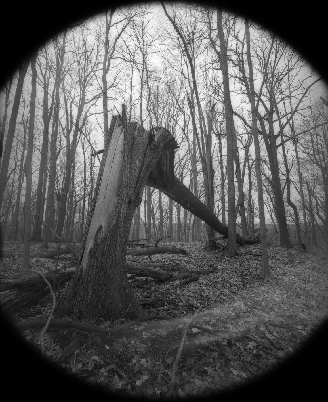 A fallen tree seen from bellow